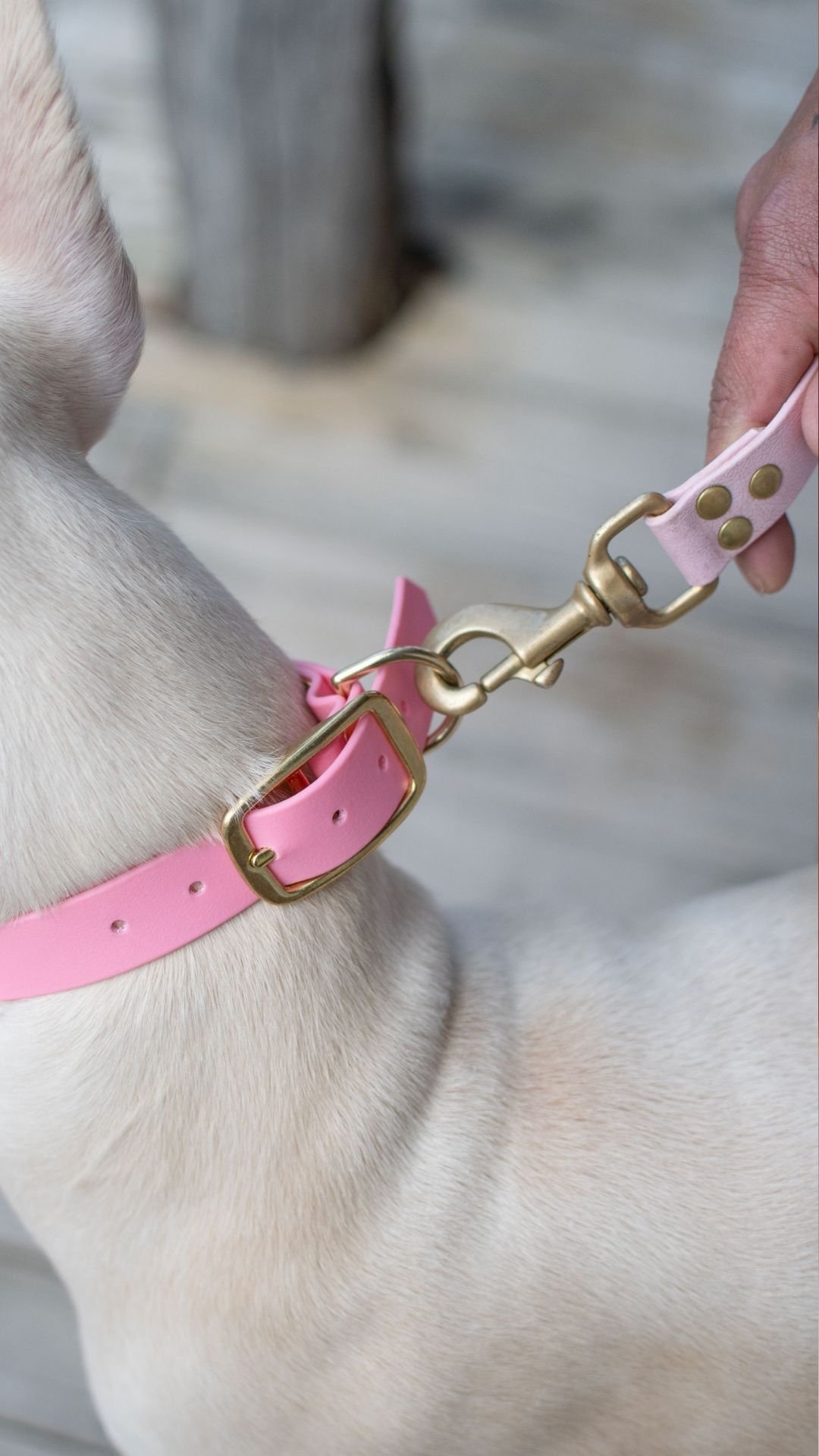 Laisse unie – Image 4