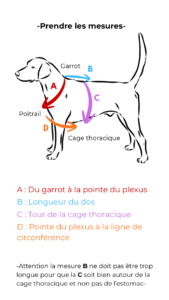 Guide de mesure harnais 2