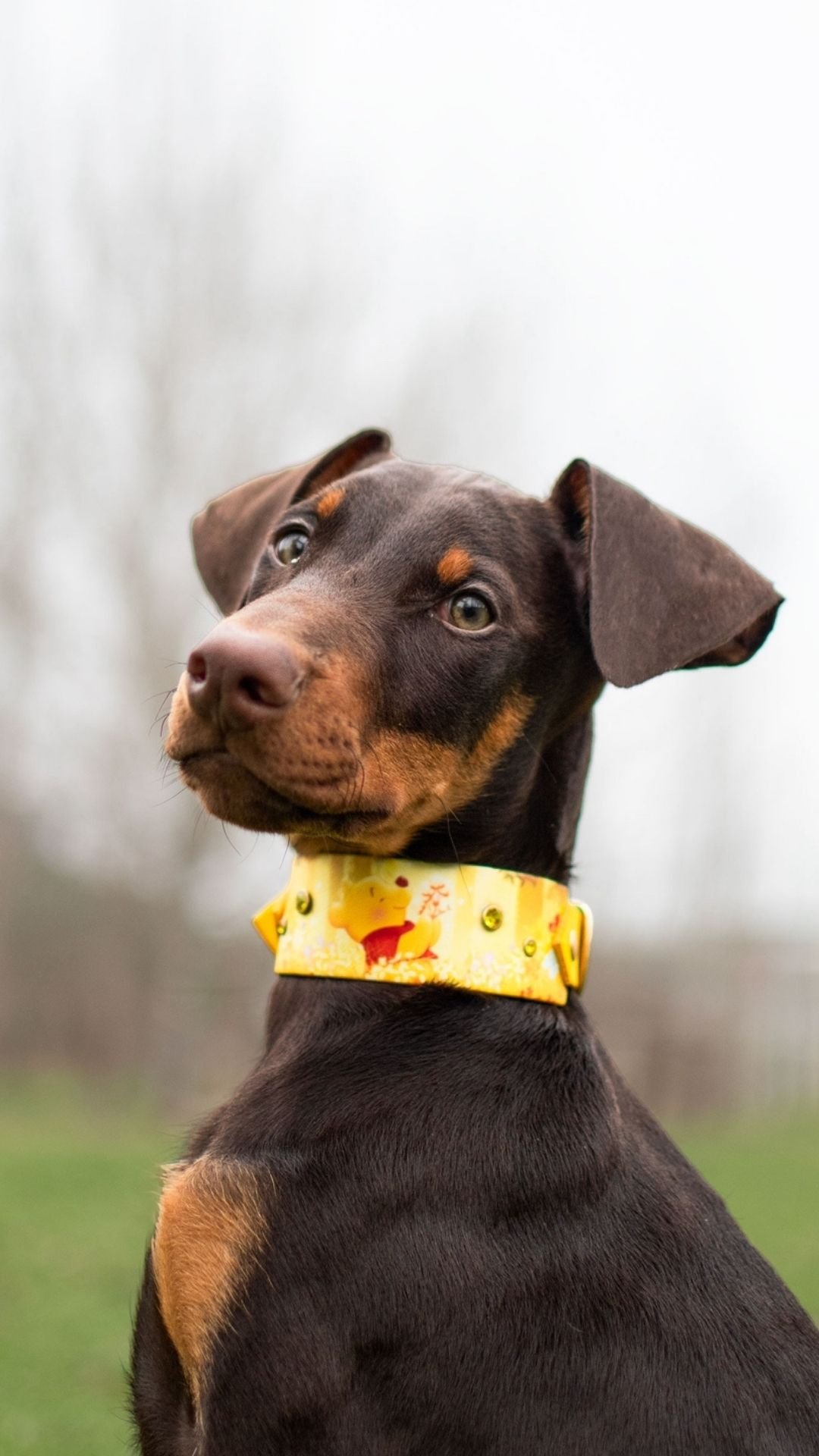 The Pooh - Harnais – Image 2