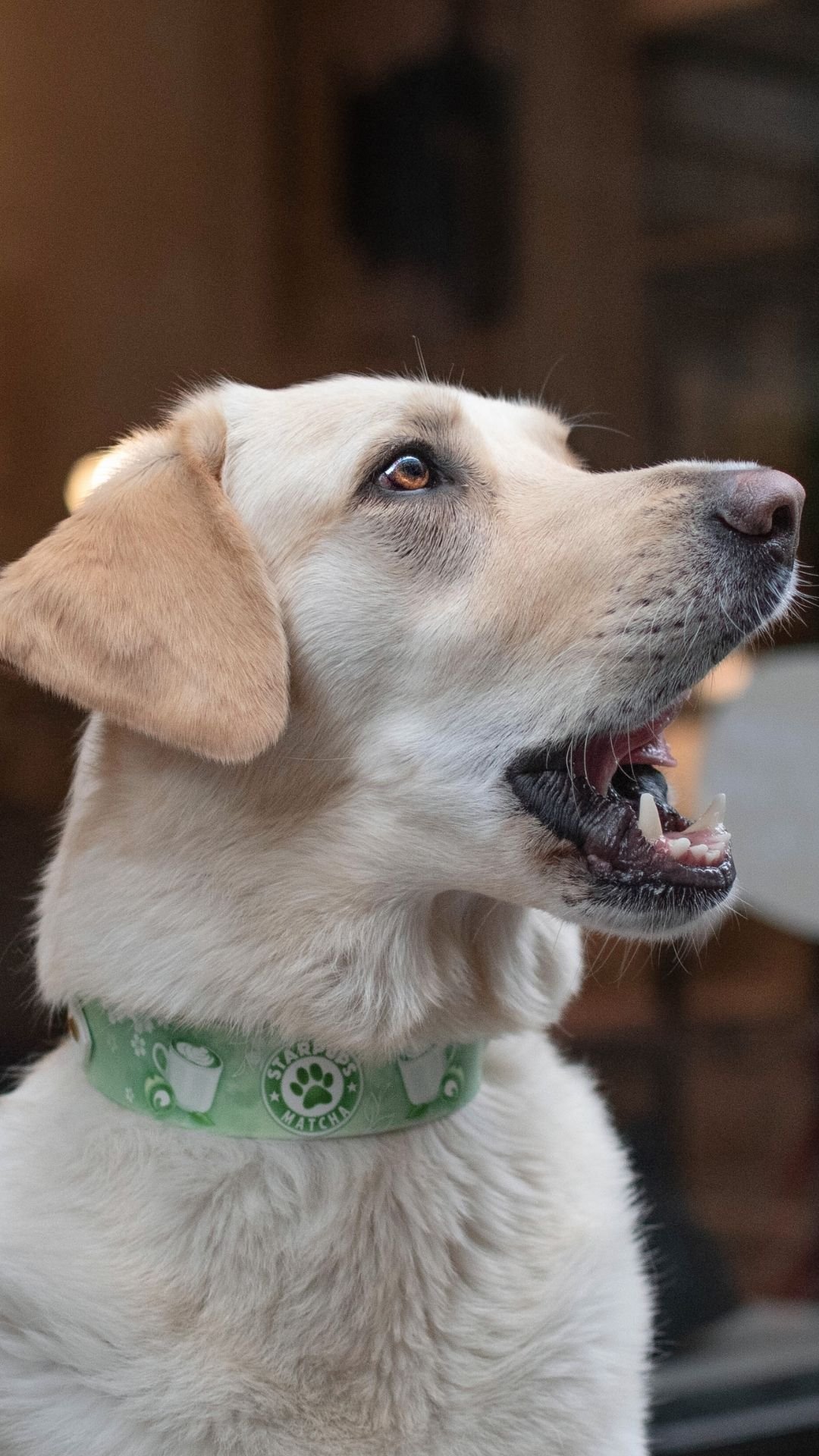 Matcha - Collier – Image 2