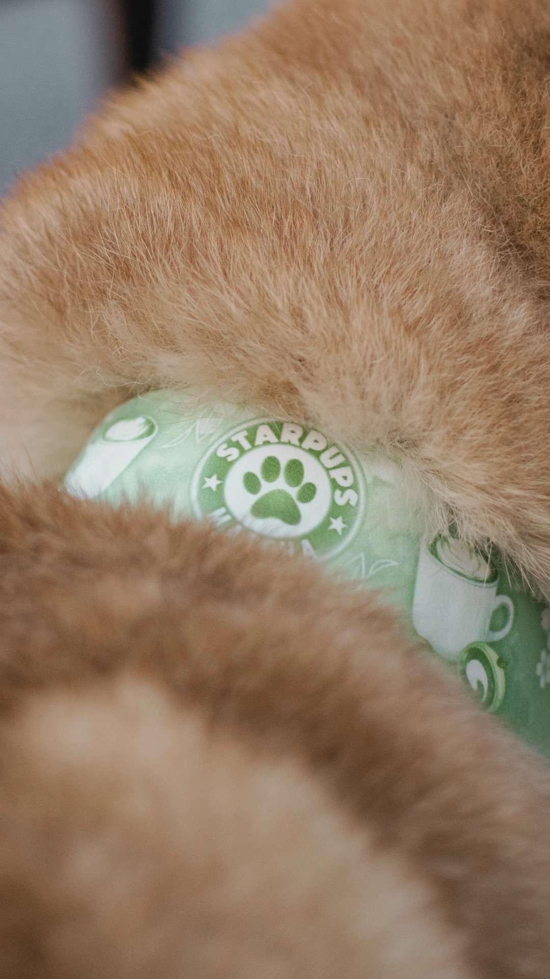 Matcha - Laisse – Image 2