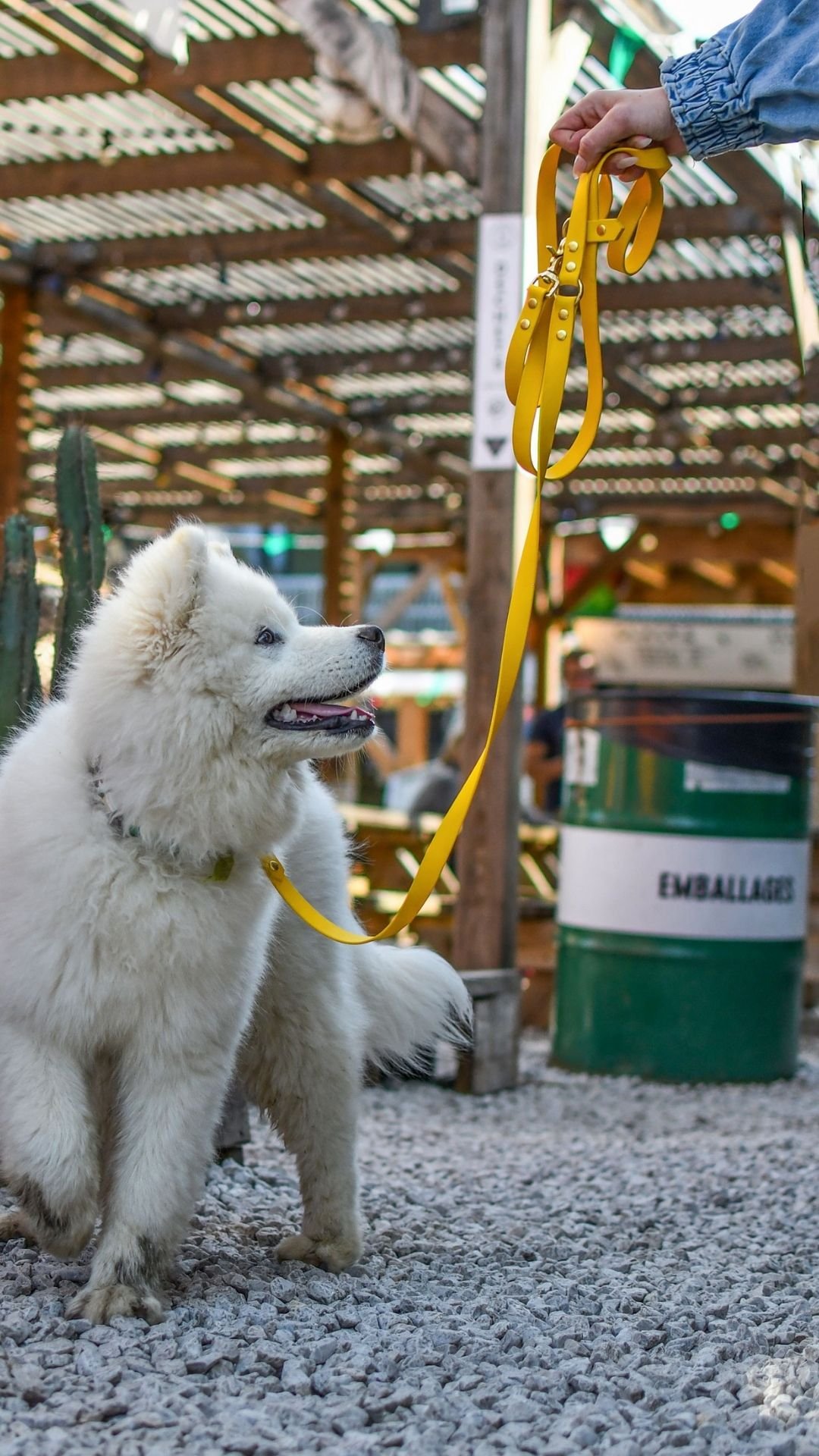 Laisse unie – Image 3