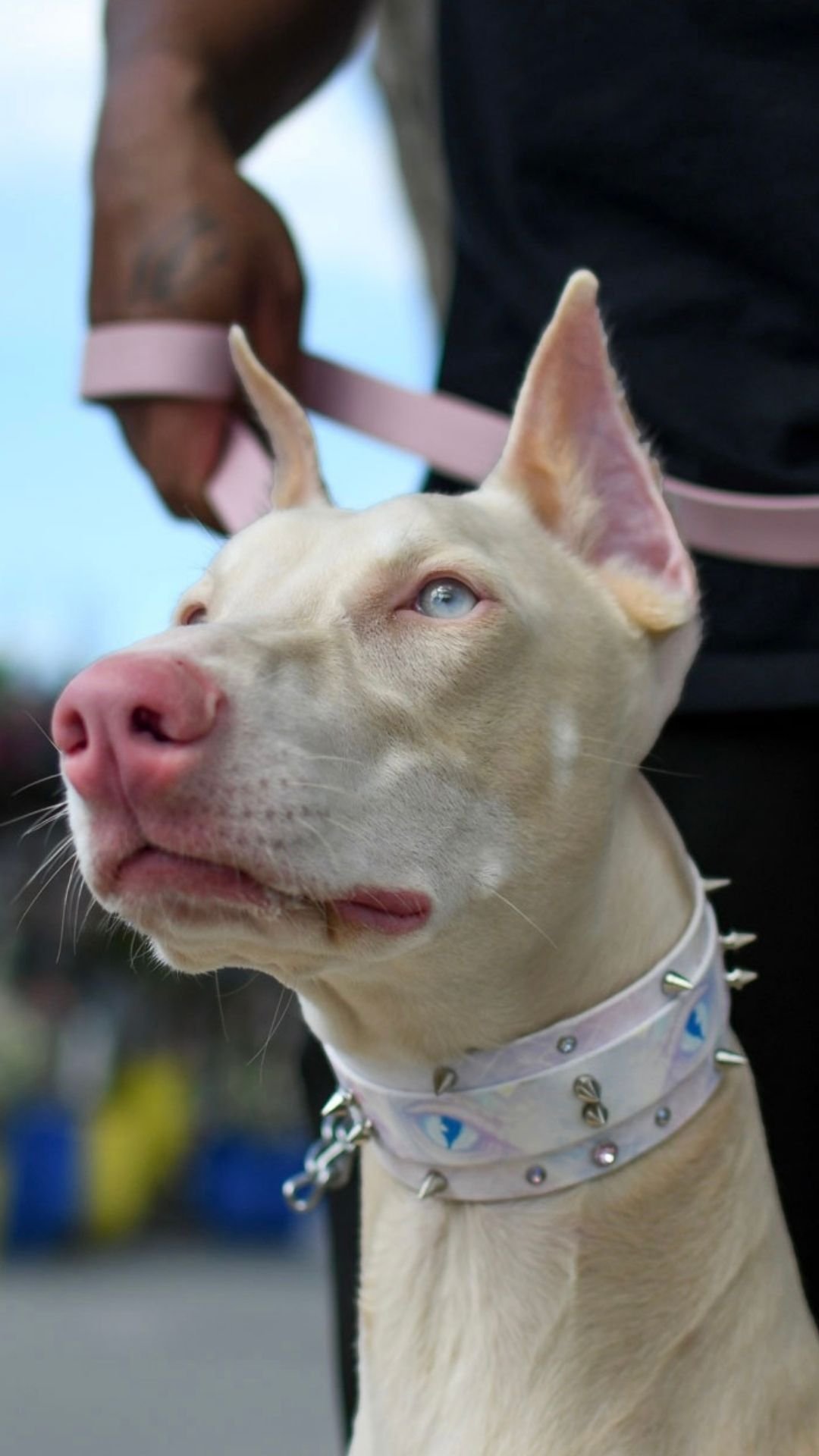 Dragon - Collier – Image 2